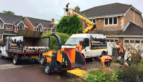Photograph of a domestic tree cutting